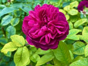 Rosa ‘Darcey Bussell’ | Online Flower Garden