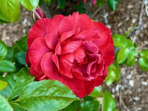 Rosa ‘Hot Chocolate’