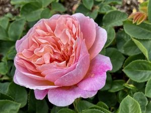 Rosa 'Eustacia Vye' | Online Flower Garden