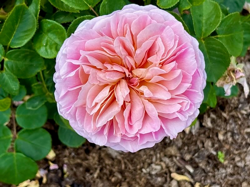 Rosa-Eustacia-Vye | Online Flower Garden Rosa 'Eustacia Vye'