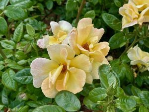 Rosa ‘Apple Jack’ ken endure | Online Flower Garden