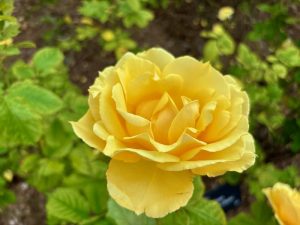 Rosa ‘Southern Belle’ | Online Flower Garden