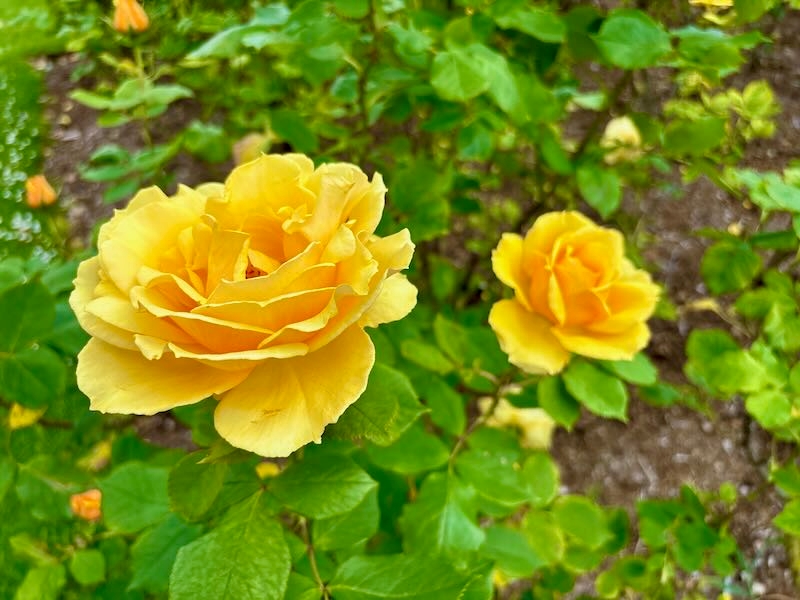 Rosa ‘Southern Belle’, Rose