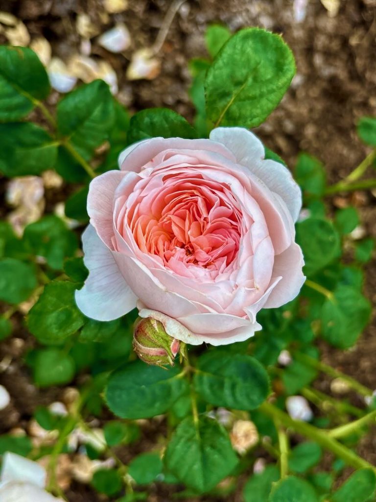 Rosa-Queen-of-Sweden | Online Flower Garden Rosa ‘Queen of Sweden®’