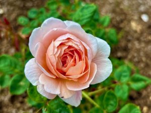 Rosa ‘Queen of Sweden®’ | Online Flower Garden