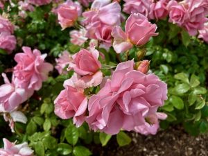 Rosa ‘You’re Beautiful’ | Online Flower Garden