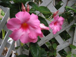 Mandevilla, Rocktrumpet, Dipladenia | Online Flower Garden