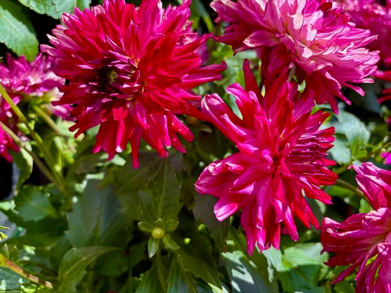 Dahlia-Megaboom-Raspberry-Ice | Online Flower Garden Dahlia 'Megaboom Raspberry Ice'