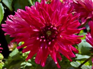 Dahlia 'Megaboom Raspberry Ice'