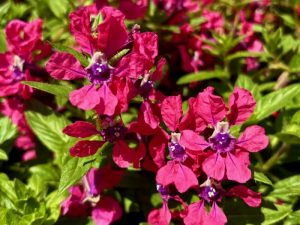 Cuphea ‘Sweet Talk™ Deep Pink’ | Online Flower Garden