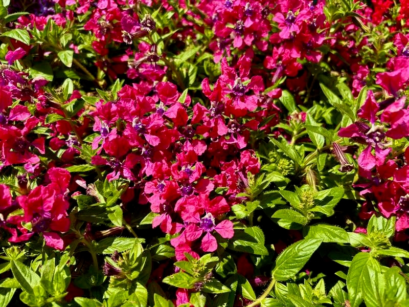 Cuphea ‘Sweet Talk™ Deep Pink’