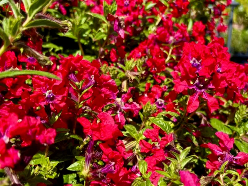 Cuphea ‘Sweet Talk™ Red’