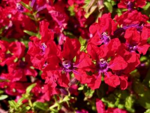 Cuphea ‘Sweet Talk™ Red’ | Online Flower Garden