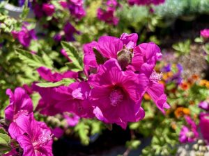 Lavatera ‘Red Rum’ | Online Flower Garden