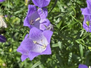 Campanula rotundifolia 'Blue Cloud'