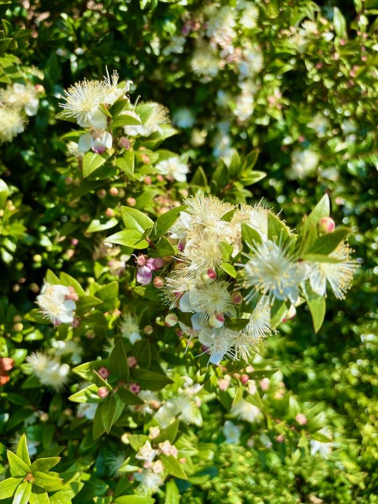 Myrtus communis 'Monfazred', Sweetmaroon™ Myrtle