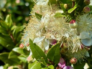 Myrtus communis ‘Monfazred’