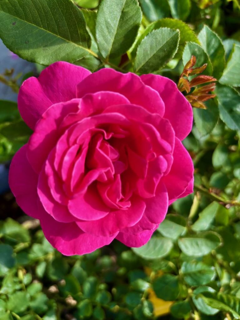 Rosa ‘Pink Peace’