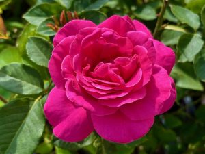 Rosa ‘Pink Peace’