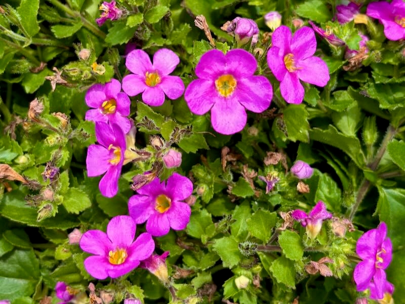 Bacopa or Sutera ‘Abunda™ Pink’
