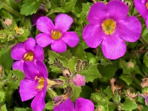 Sutera ‘Abunda™ Pink’ | Online Flower Garden