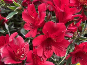 Alstroemeria ‘Colorita® Kate®’ | Online Flower Garden