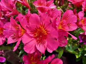 Alstroemeria 'Colorita® Feline' | Online Flower Garden