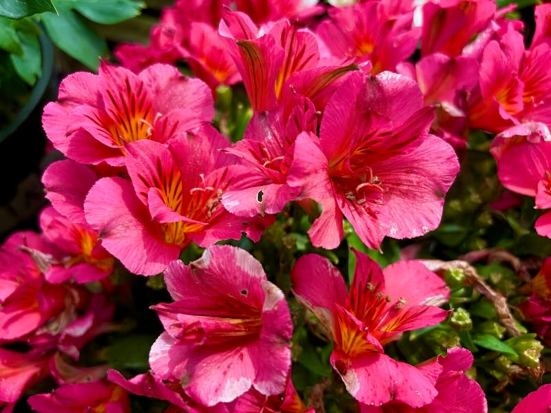 Alstroemeria 'Colorita® Feline'