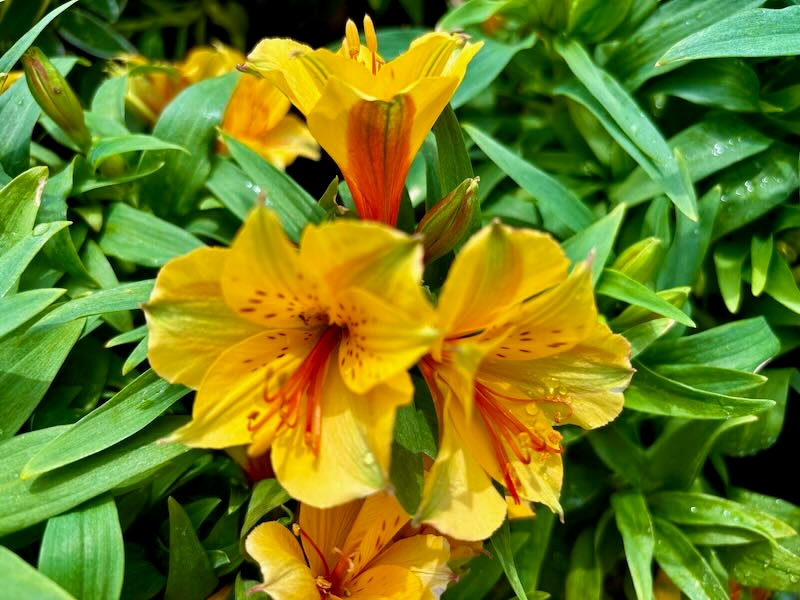 Alstroemeria-Colorita-Ariane | Online Flower Garden Alstroemeria ‘Colorita® Ariane®’ Peruvian Lily