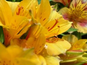 Alstroemeria ‘Colorita® Ariane®’, Peruvian Lily