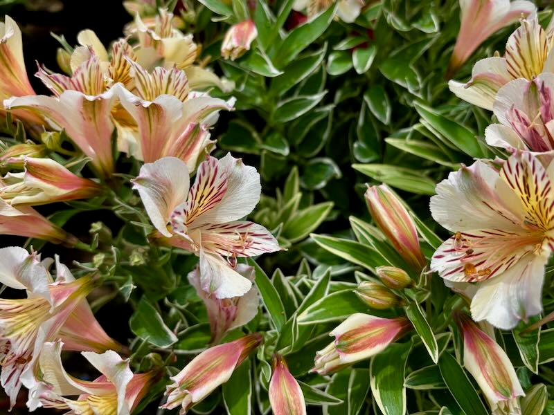Alstroemeria ‘Colorita® Princess Fabiana®’