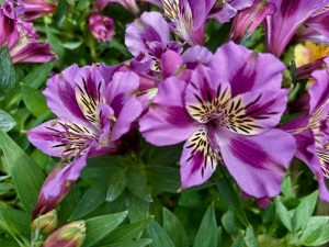 Alstroemeria ‘Colorita® Mulan®’ | Online Flower Garden