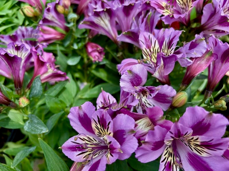 Alstroemeria ‘Colorita® Mulan®’