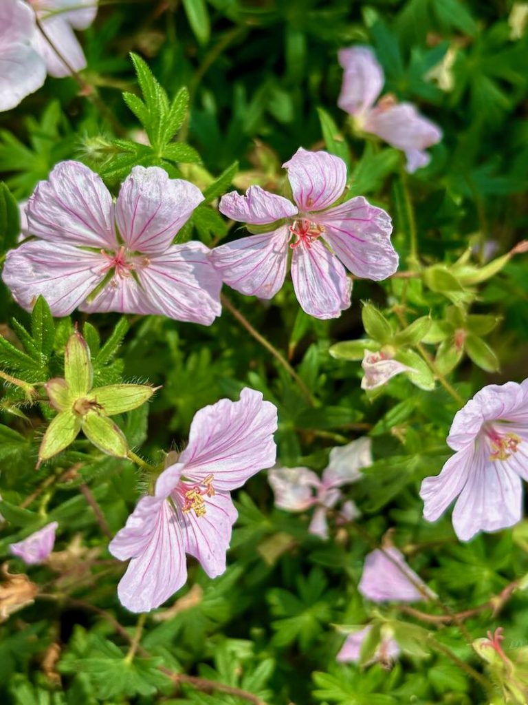 Geranium sanguineum ‘Pink Summer’