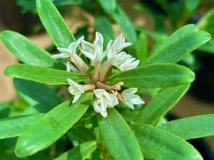 Daphne ‘Eternal Fragrance’ | Online Flower Garden