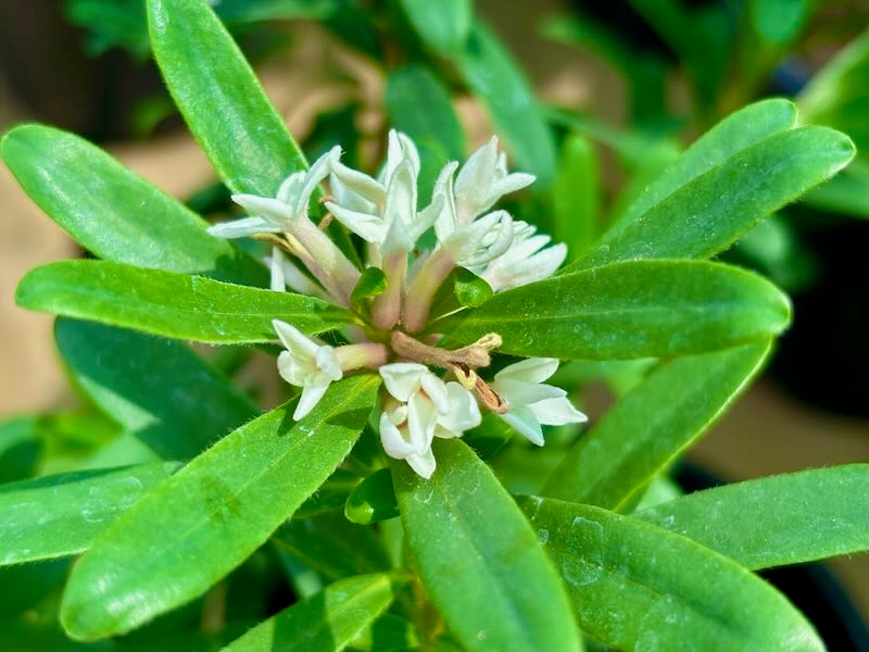 Daphne-Eternal-Fragrance | Online Flower Garden Daphne ‘Eternal Fragrance’