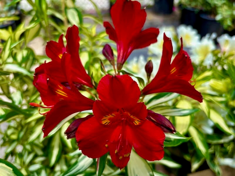 Alstroemeria ‘Rock & Roll®’