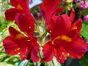 Alstroemeria ‘Rock & Roll®’