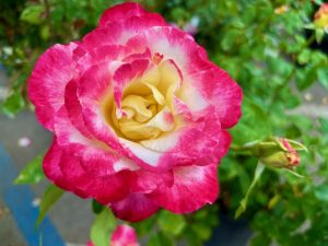 Rosa ‘Double Delight®’