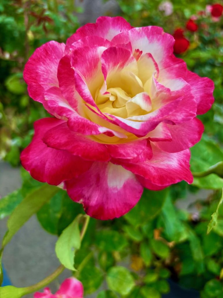 Rosa ‘Double Delight®’