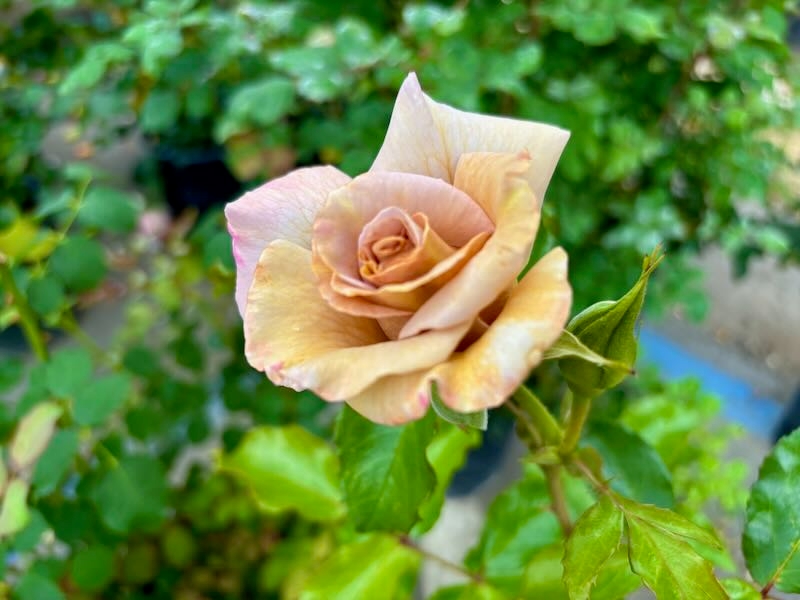 Rosa ‘Stephen Rulo’