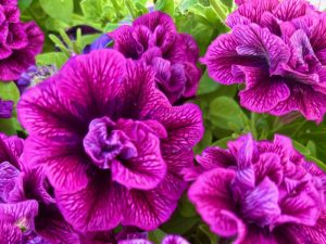 Petunia 'Tumbelina Compact Julianna'