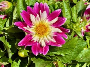 Dahlia 'Starsister® Rose and White'