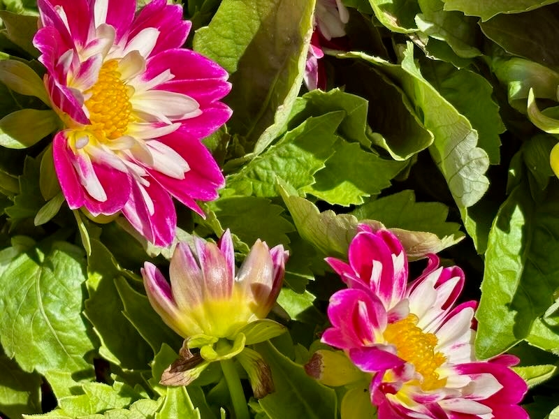 Dahlia 'Starsister® Rose and White'