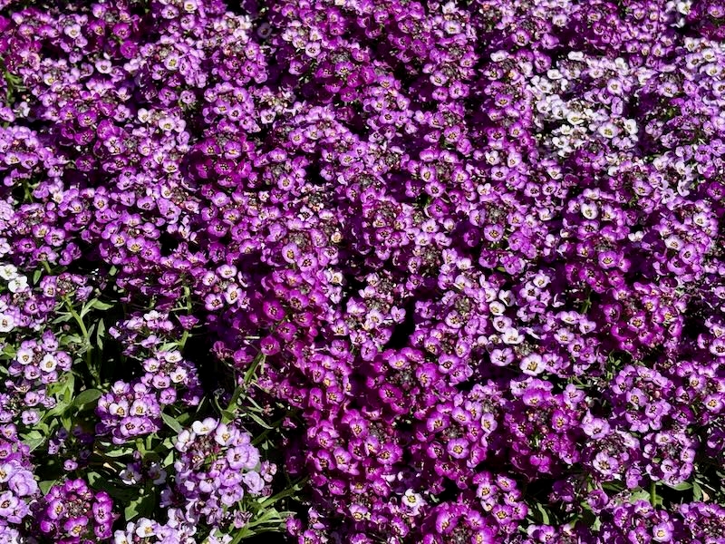 Alyssum ‘Clear-Crystal-Purple-Shades | Online Flower Garden Alyssum ‘Clear Crystal® Purple Shades’
