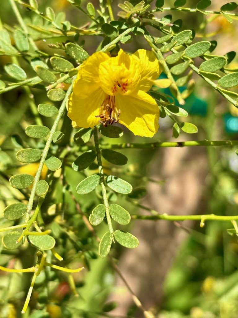 Cercidium-Desert-Museum | Online Flower Garden Cercidium ‘Desert Museum’, Palo Verde