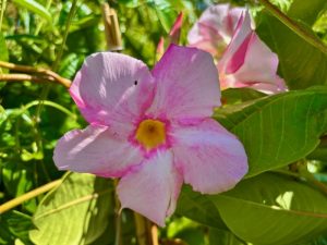 Mandevilla ‘Sun Parasol® Giant Pink’