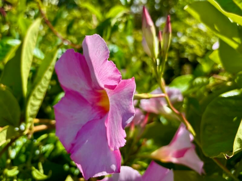 Mandevilla ‘Sun Parasol® Giant Pink’