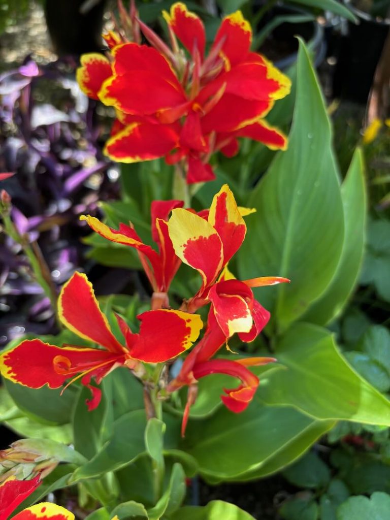Canna Lily 'Lucifer'