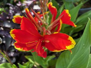 Canna Lily 'Lucifer' | Online Flower Garden